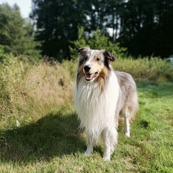 Hund um Rosengarten